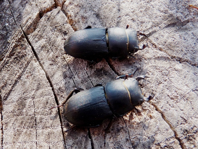 Due Dorcus